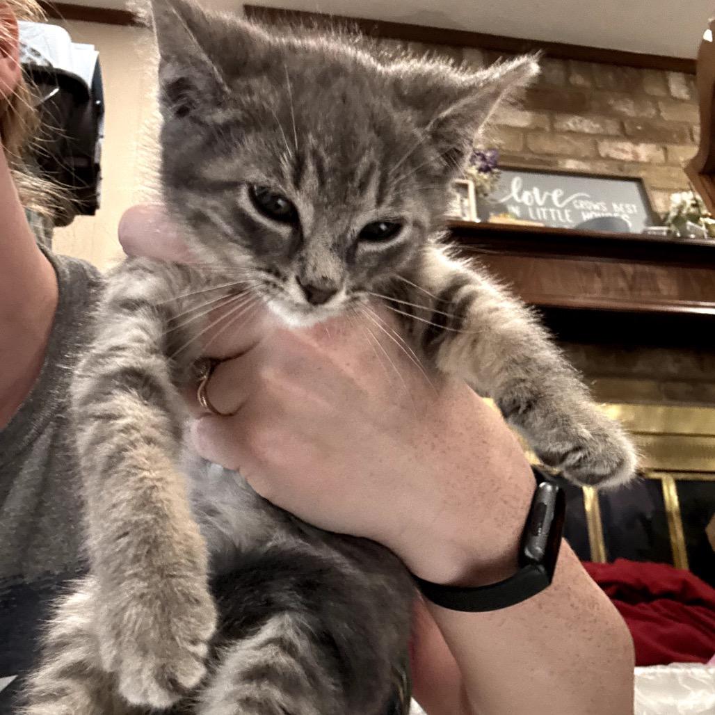 Enlarge Wesson, a Adoptable Domestic Medium Hair in Katy, TX image 3/3