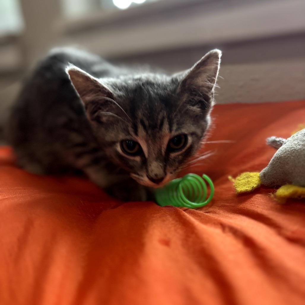 Enlarge Wesson, a Adoptable Domestic Medium Hair in Katy, TX image 4/4