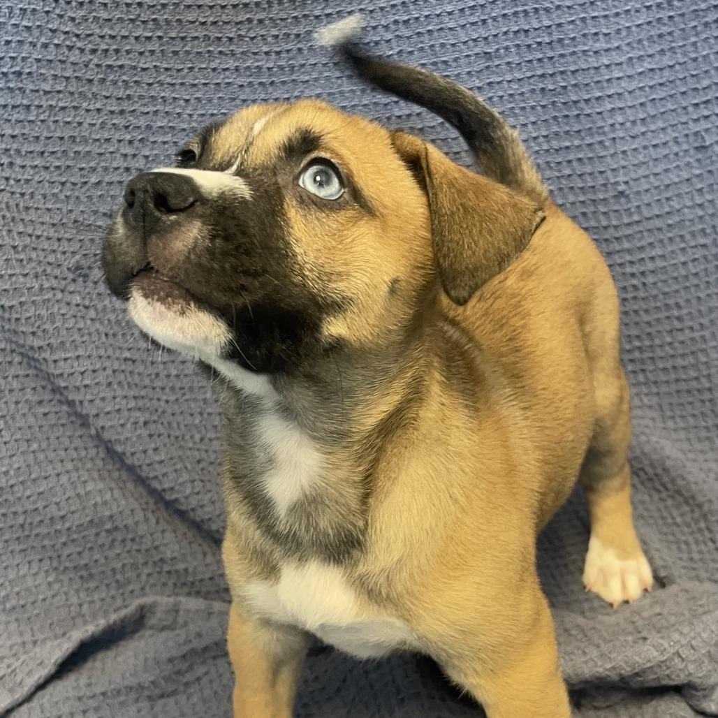 Enlarge Macaroni, a Adoptable Mixed Breed in Canal Winchester, OH image 1/1