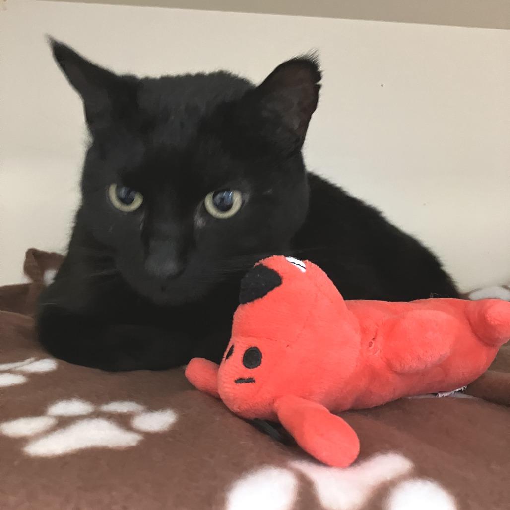 Dancing Queen, Adoptable, Adult Female Domestic Short Hair.