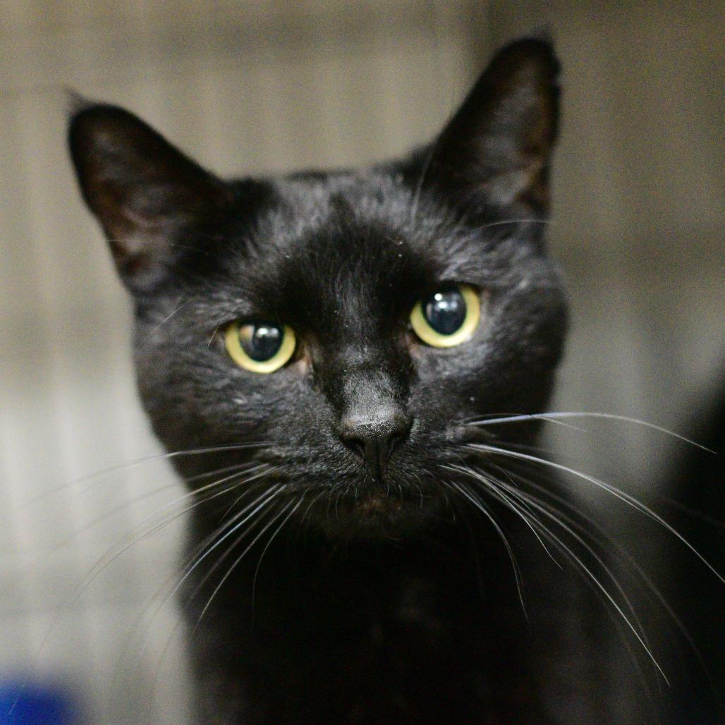 Enlarge Dancing Queen, a Adoptable Domestic Short Hair in Idaho Falls, ID image 2/4