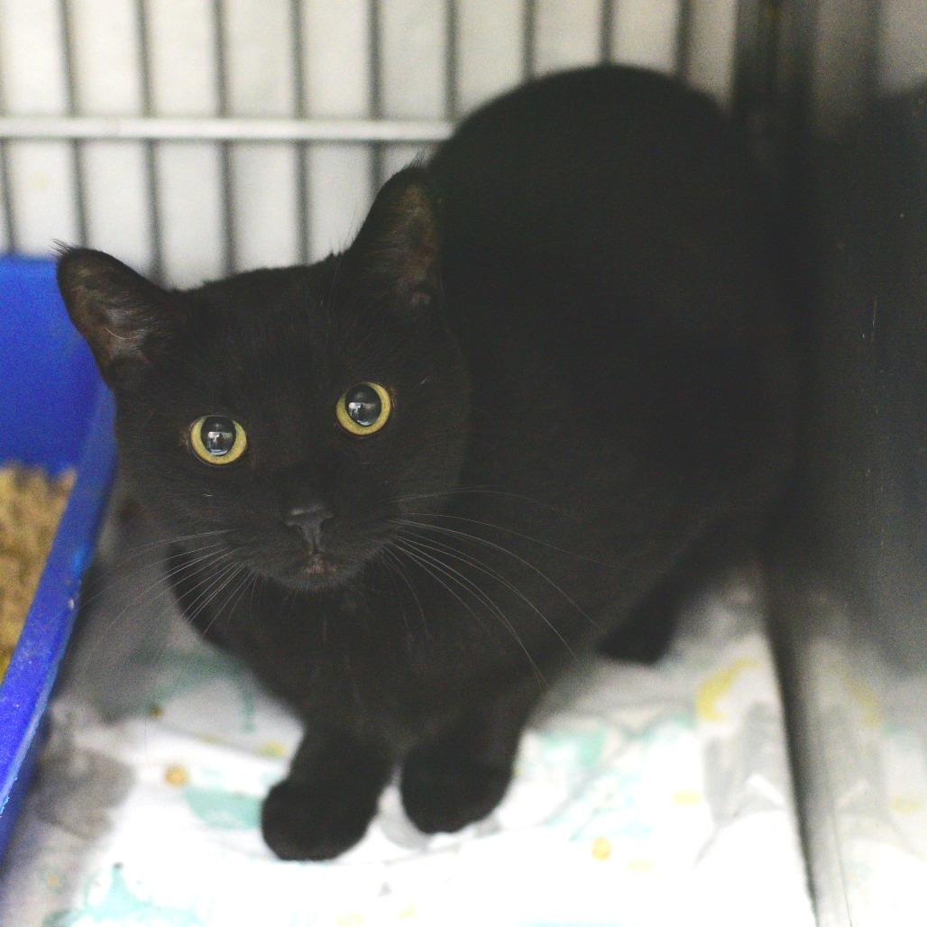 Enlarge Dancing Queen, a Adoptable Domestic Short Hair in Idaho Falls, ID image 3/4