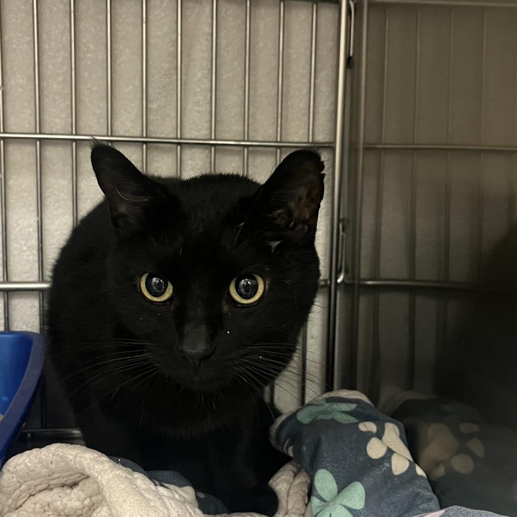 Enlarge Dancing Queen, a Adoptable Domestic Short Hair in Idaho Falls, ID image 4/4