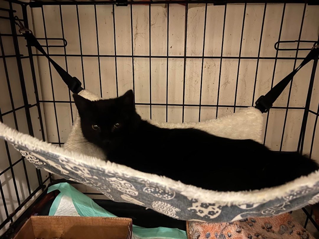 SHERMAN, an adopted Domestic Short Hair in Churchville, PA_image-1
