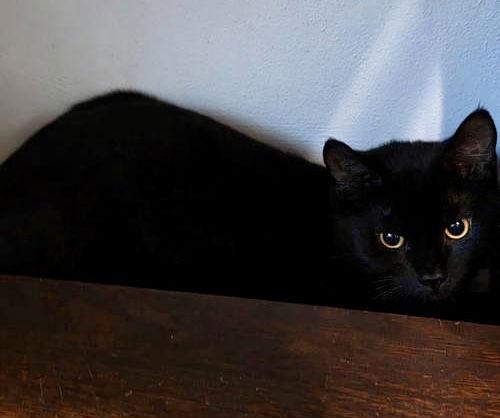 Enlarge Jet, a Adopted Domestic Short Hair in Georgetown, KY image 1/2