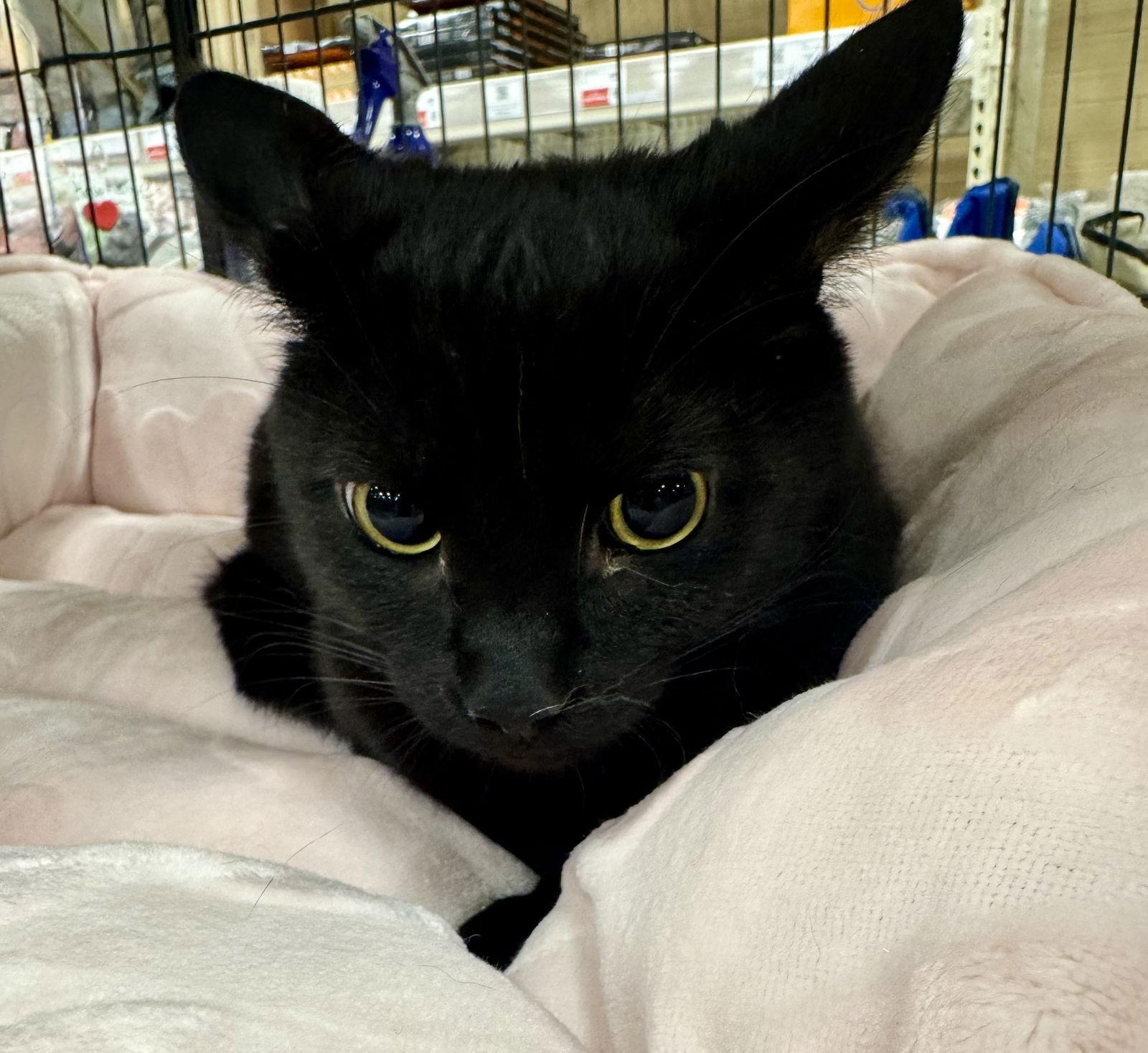 Enlarge Jet, a Adopted Domestic Short Hair in Georgetown, KY image 2/2