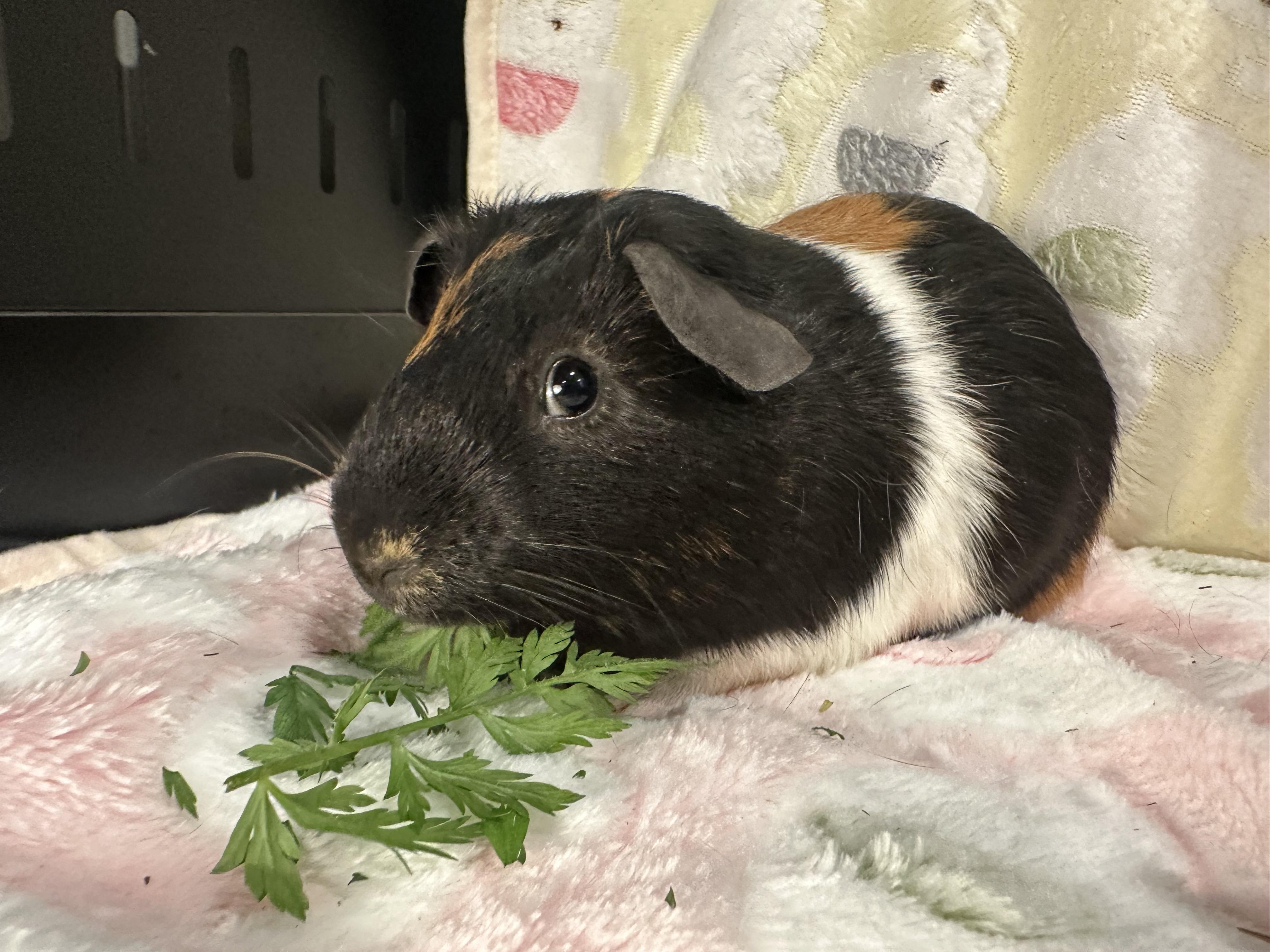 Nutella, ADOPTABLE, Young Male Guinea Pig.