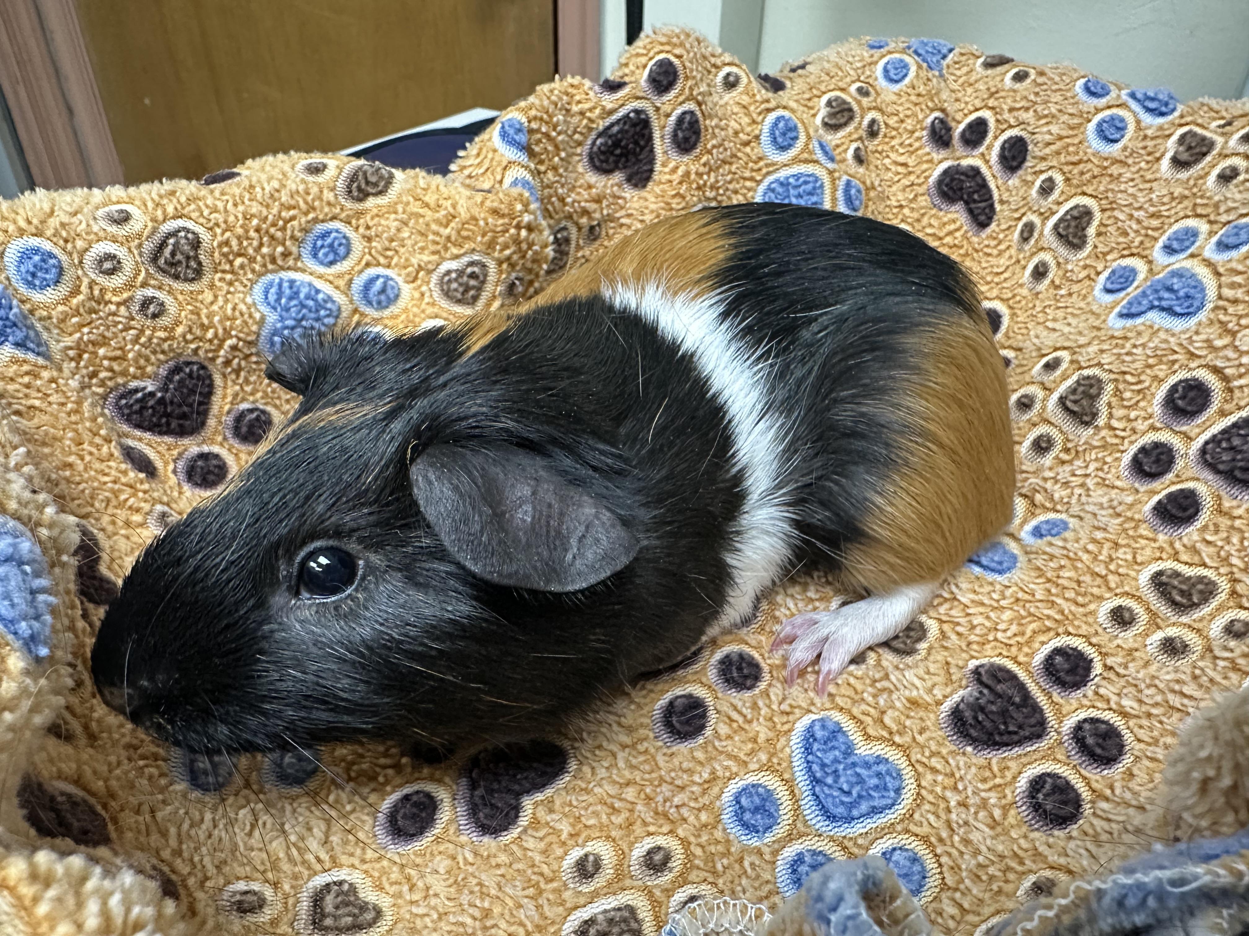 Enlarge Nutella, a ADOPTABLE Guinea Pig in Frederick, MD image 2/2