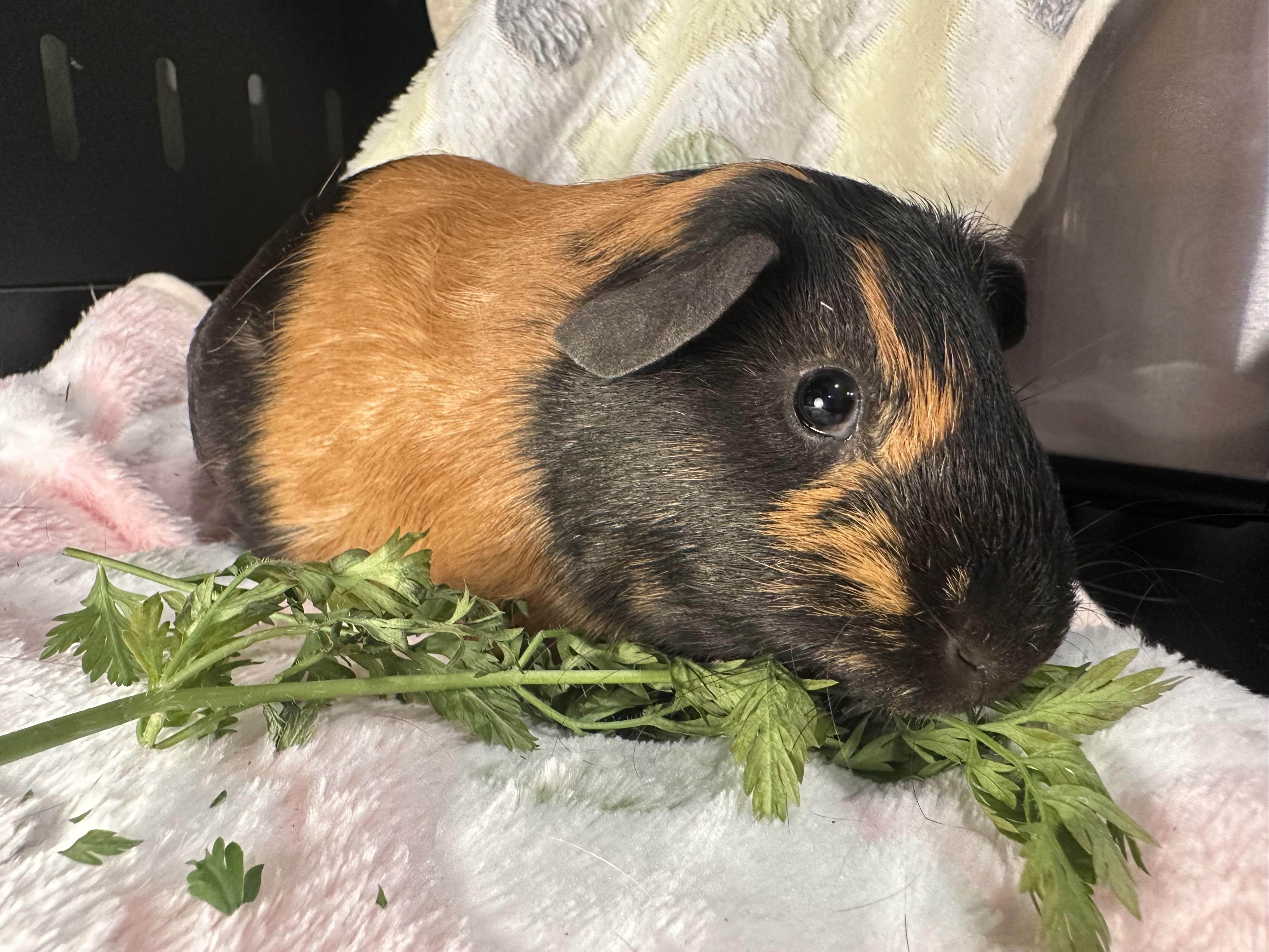 Nutella, ADOPTABLE, Young Male Guinea Pig.