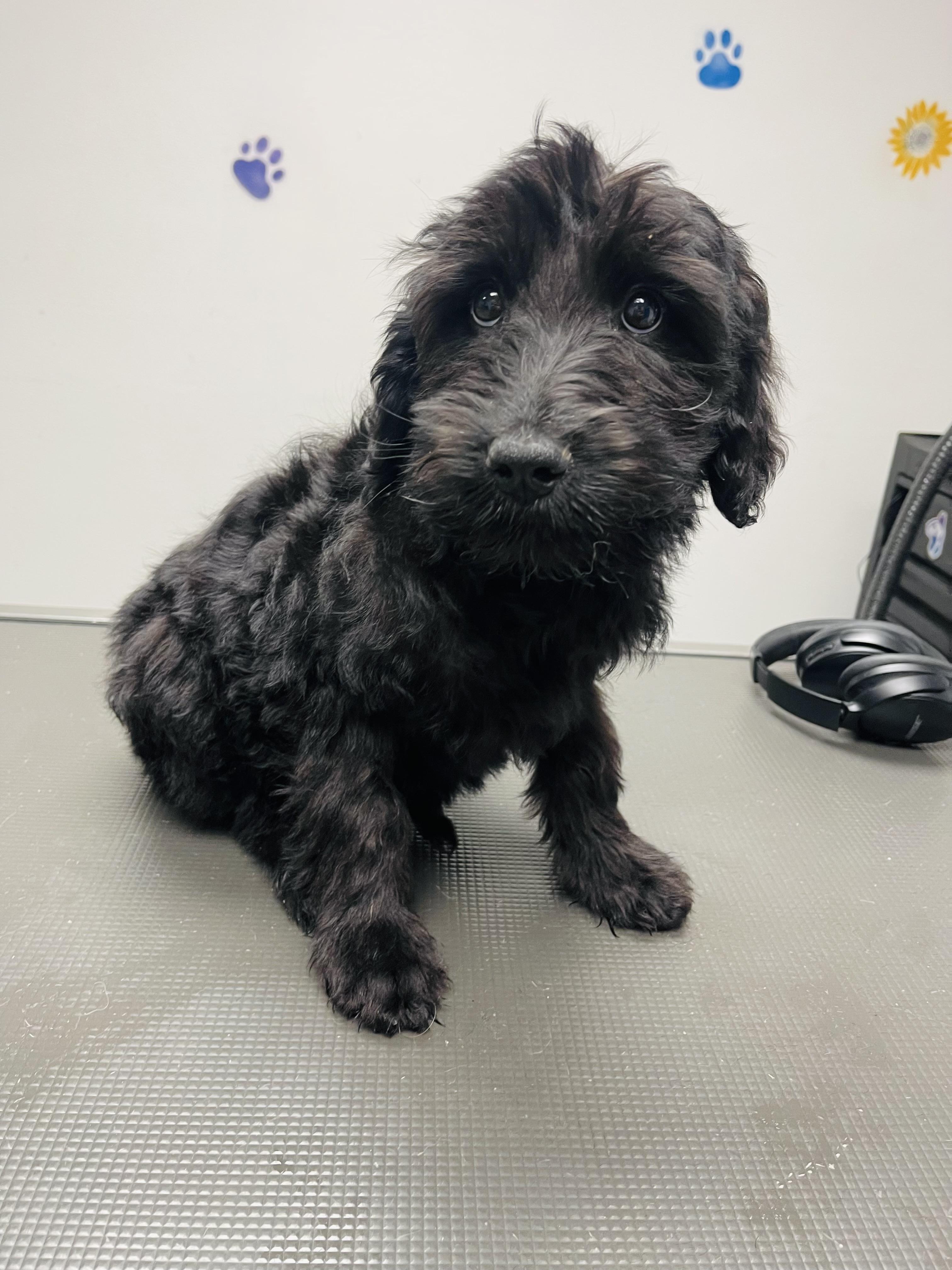 Enlarge Marshmallow , a Adoptable mixed breed in Winter, WI image 1/1