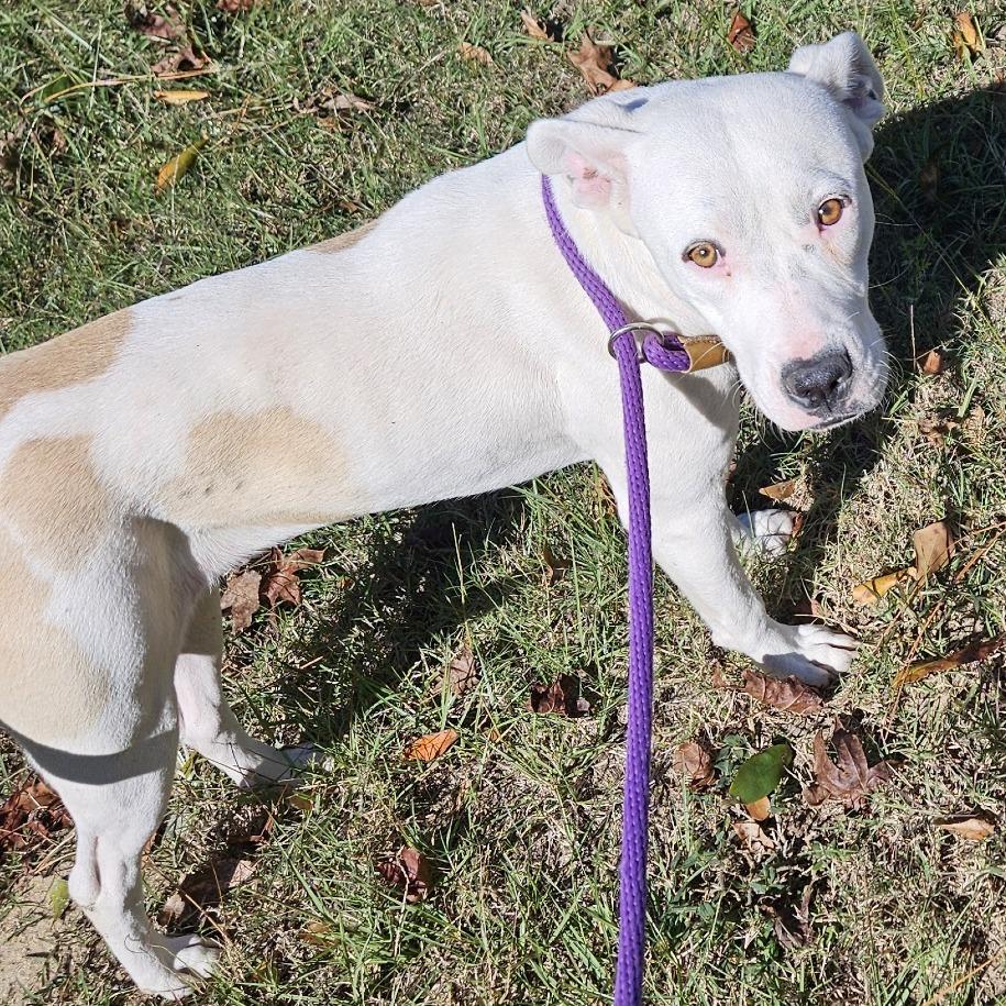 Enlarge Daisy, a Adoptable mixed breed in claxton, GA image 1/3