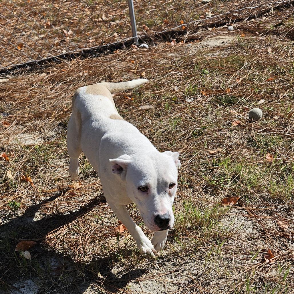 Enlarge Daisy, a Adoptable mixed breed in claxton, GA image 2/3