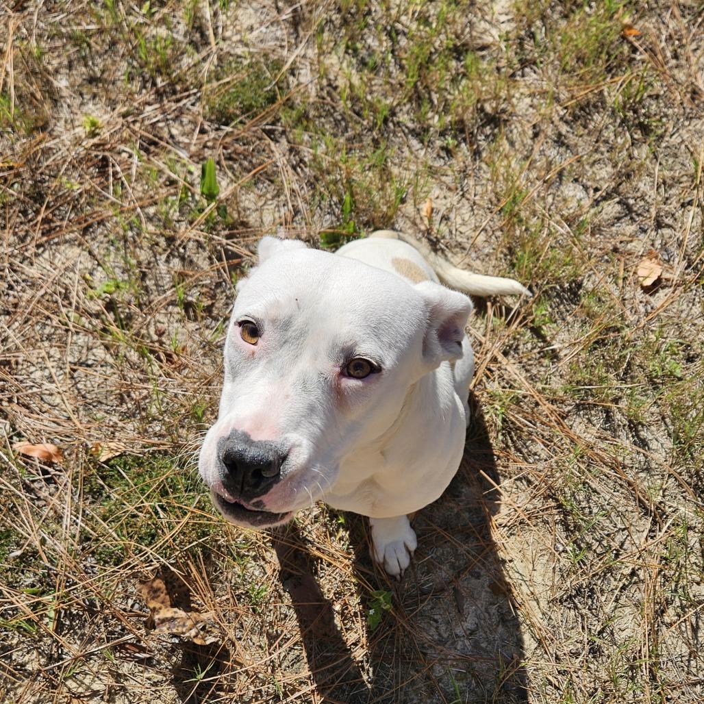 Enlarge Daisy, a Adoptable mixed breed in claxton, GA image 3/3