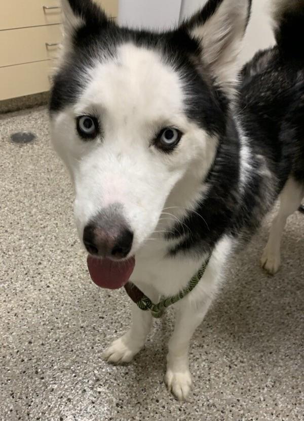 Enlarge Blue, a Adoptable mixed breed in Vancouver, WA image 1/2