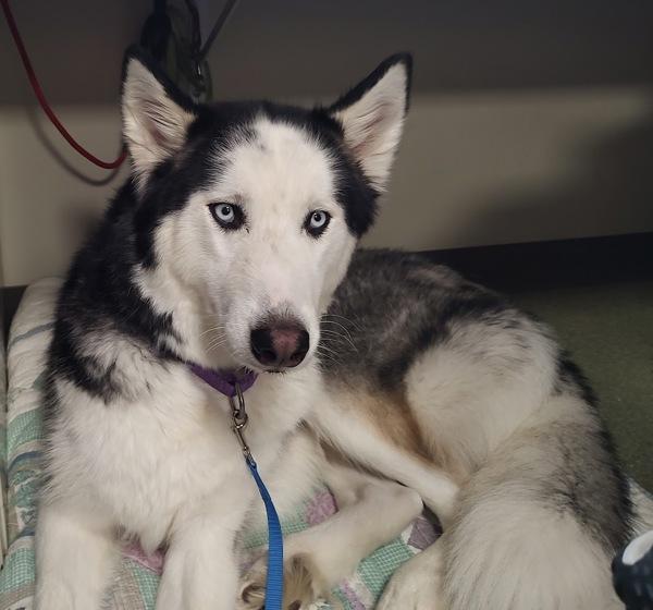 Enlarge Blue, a Adoptable mixed breed in Vancouver, WA image 2/2