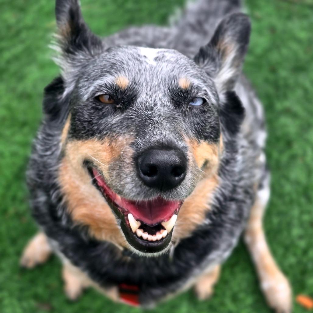 Blu, Adoptable, Adult Female Australian Cattle Dog / Blue Heeler.