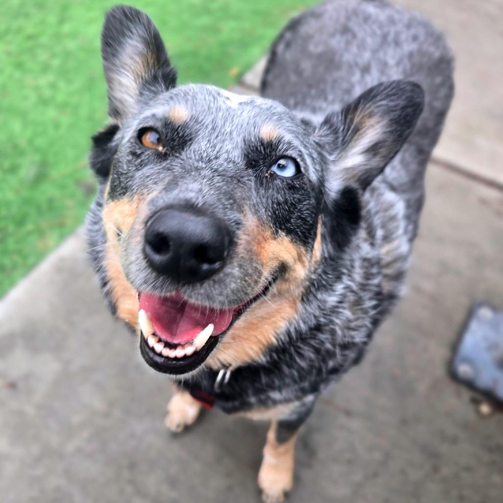 Enlarge Blu, a Adoptable Australian Cattle Dog / Blue Heeler in Murray, UT image 2/6