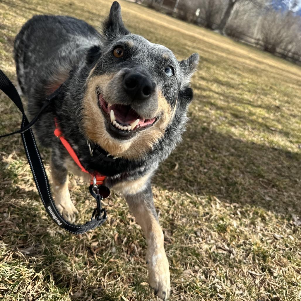 Enlarge Blu, a Adoptable Australian Cattle Dog / Blue Heeler in Murray, UT image 3/6