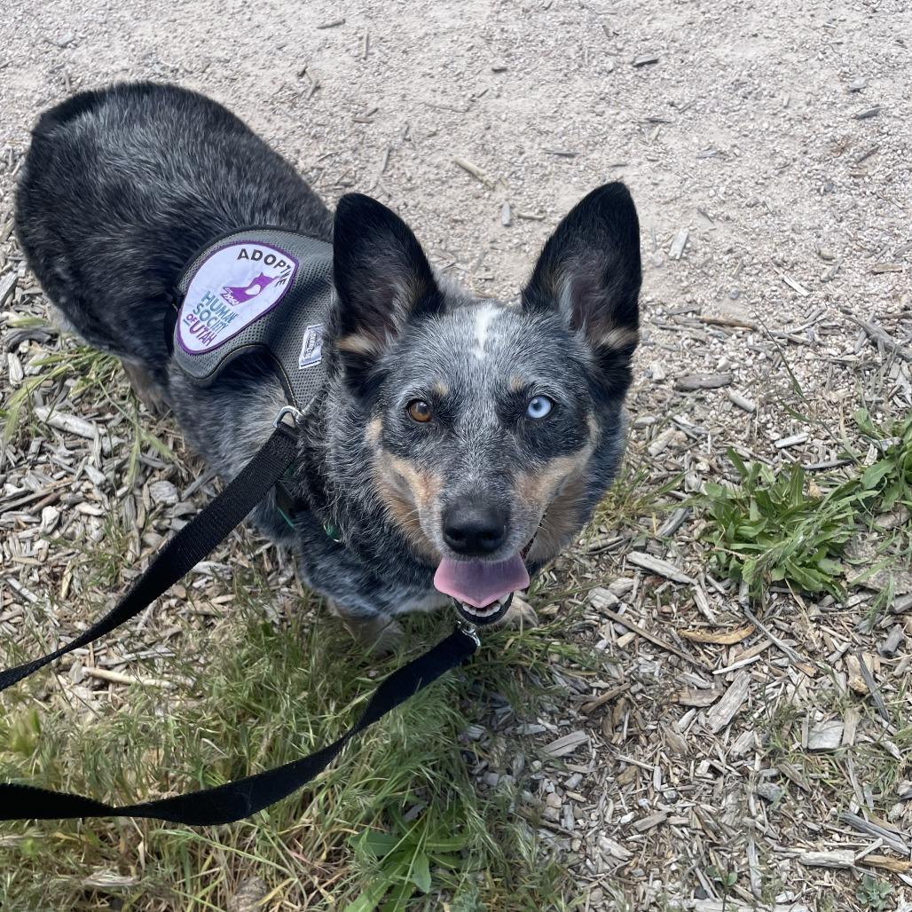 Enlarge Blu, a Adoptable Australian Cattle Dog / Blue Heeler in Murray, UT image 4/6