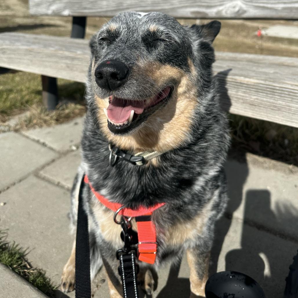Enlarge Blu, a Adoptable Australian Cattle Dog / Blue Heeler in Murray, UT image 5/6