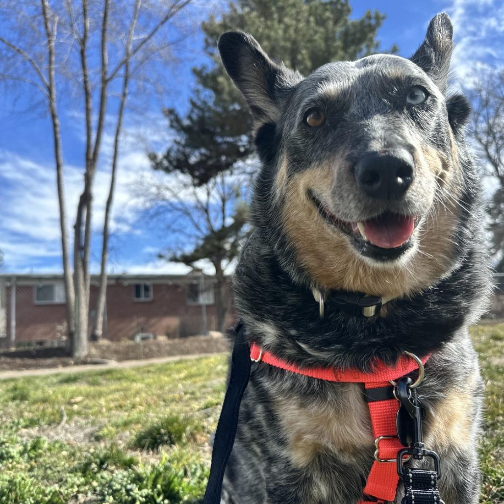 Enlarge Blu, a Adoptable Australian Cattle Dog / Blue Heeler in Murray, UT image 6/6