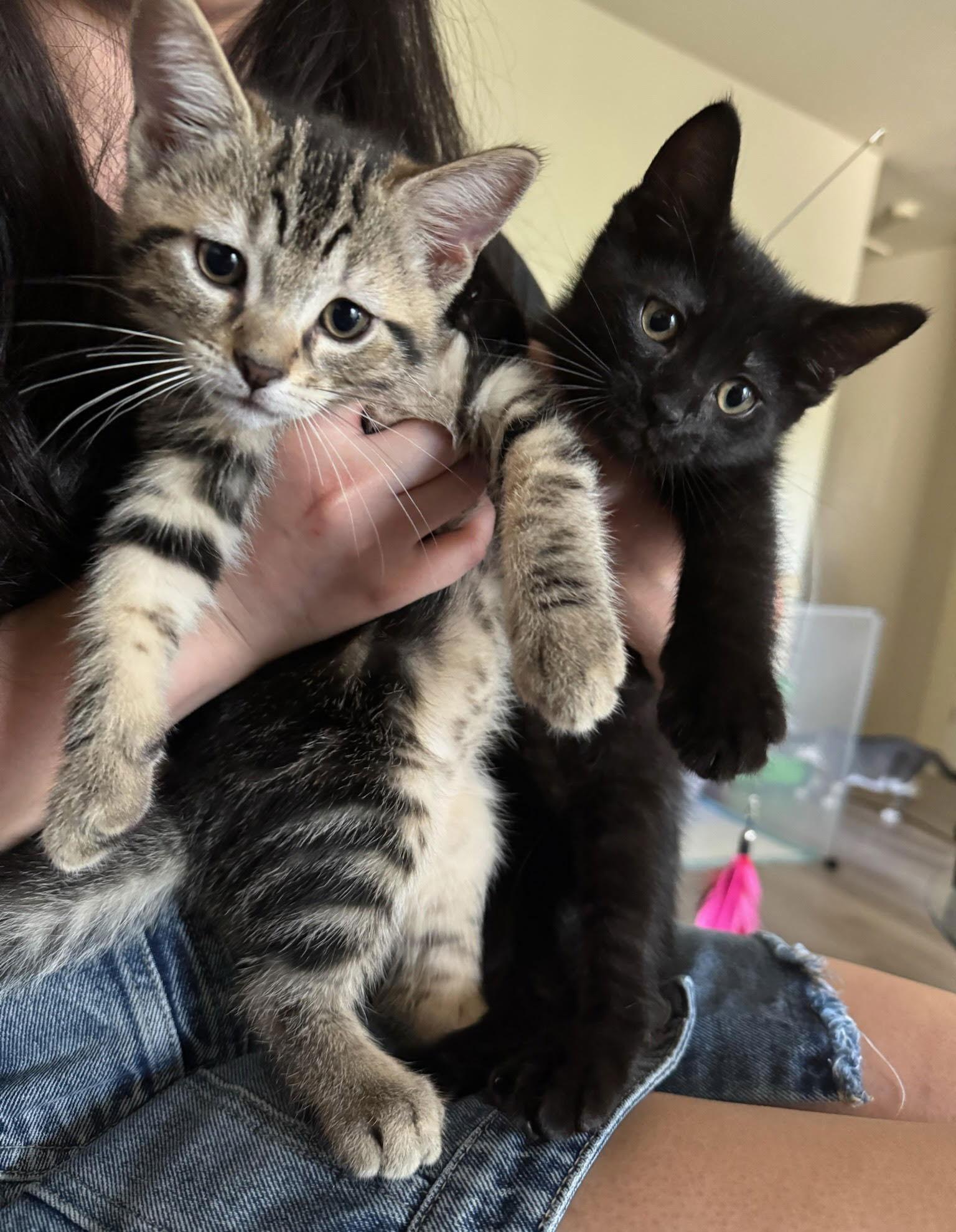 teddy, Adoptable, Kitten Male Tabby & Domestic Short Hair.