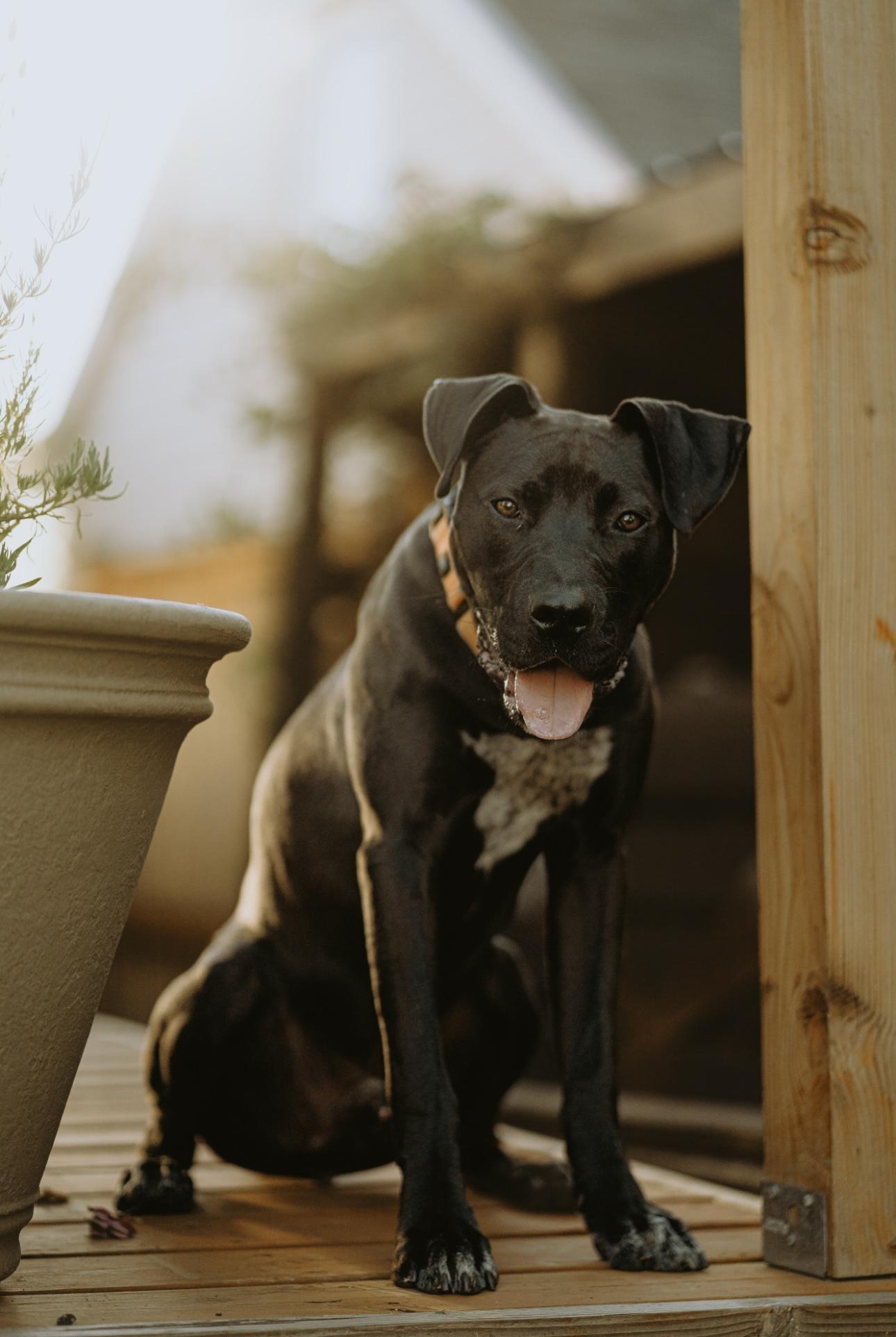 Pete photo 5