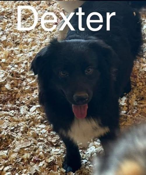 Dexter, an adoptable Australian Shepherd in Fredericton, NB_image-1