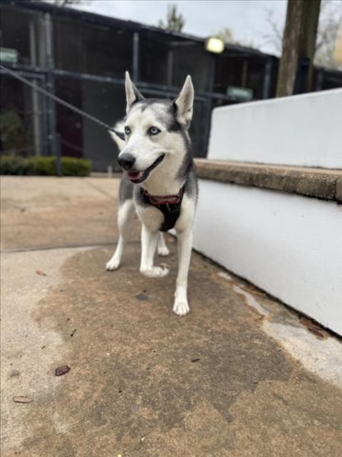 BELLA, Adoptable, Adult Female Siberian Husky & Mixed Breed.