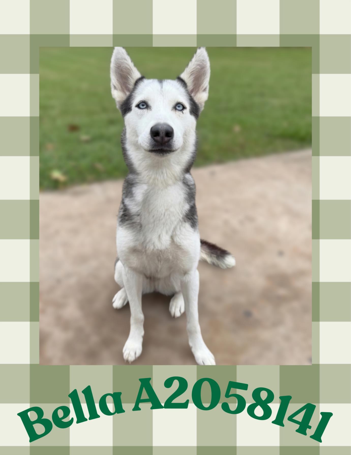 Enlarge BELLA, a Adoptable mixed breed in Houston, TX image 1/1