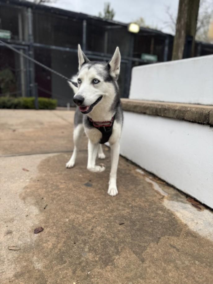 BELLA, Adoptable, Adult Female Siberian Husky & Mixed Breed.