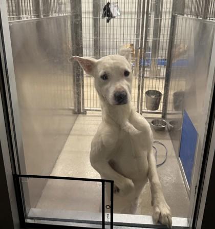 Enlarge Cordelia, a Adoptable mixed breed in North Richland Hills, TX image 1/1