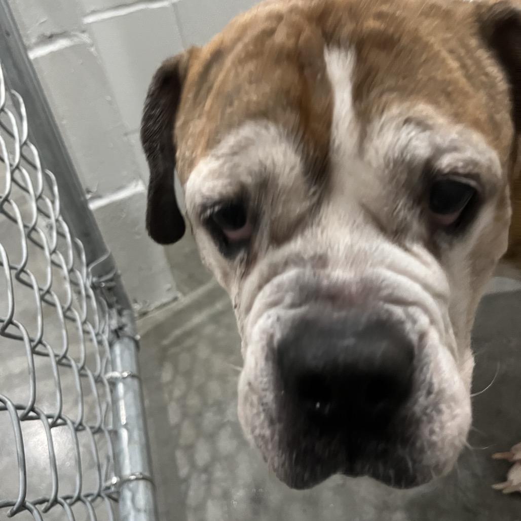 Sheba Queen, Adoptable, Senior Female English Bulldog.