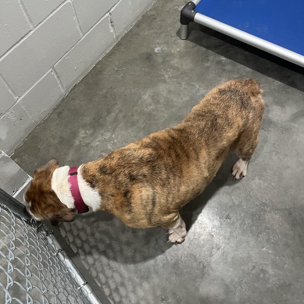 Sheba Queen, a Adoptable English Bulldog in Richmond Hill, GA image 2/3