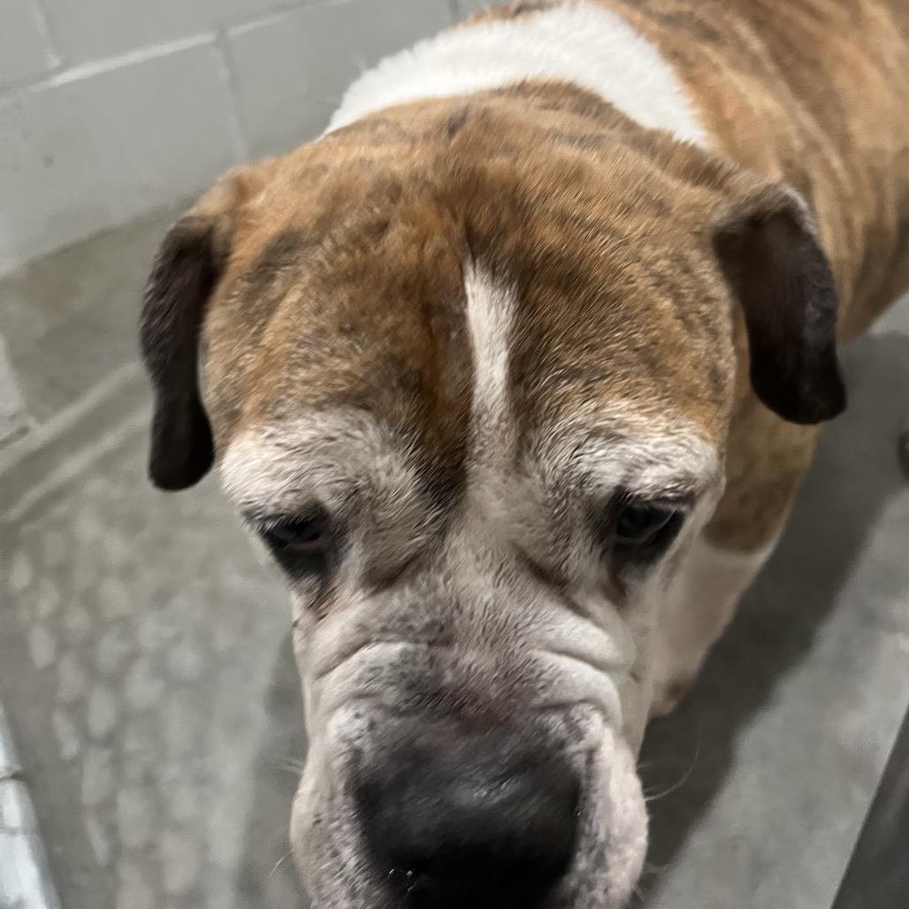 Sheba Queen, a Adoptable English Bulldog in Richmond Hill, GA image 3/3
