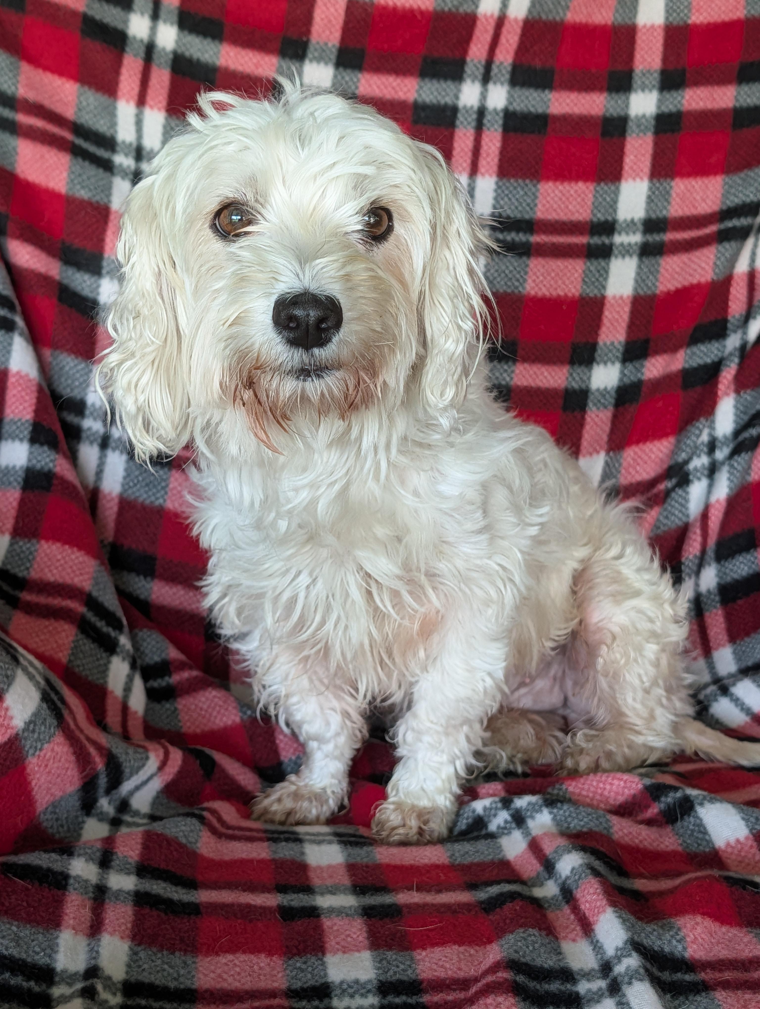Enlarge Queenie, an adoptable mixed breed in Baton Rouge, LA image 4/4