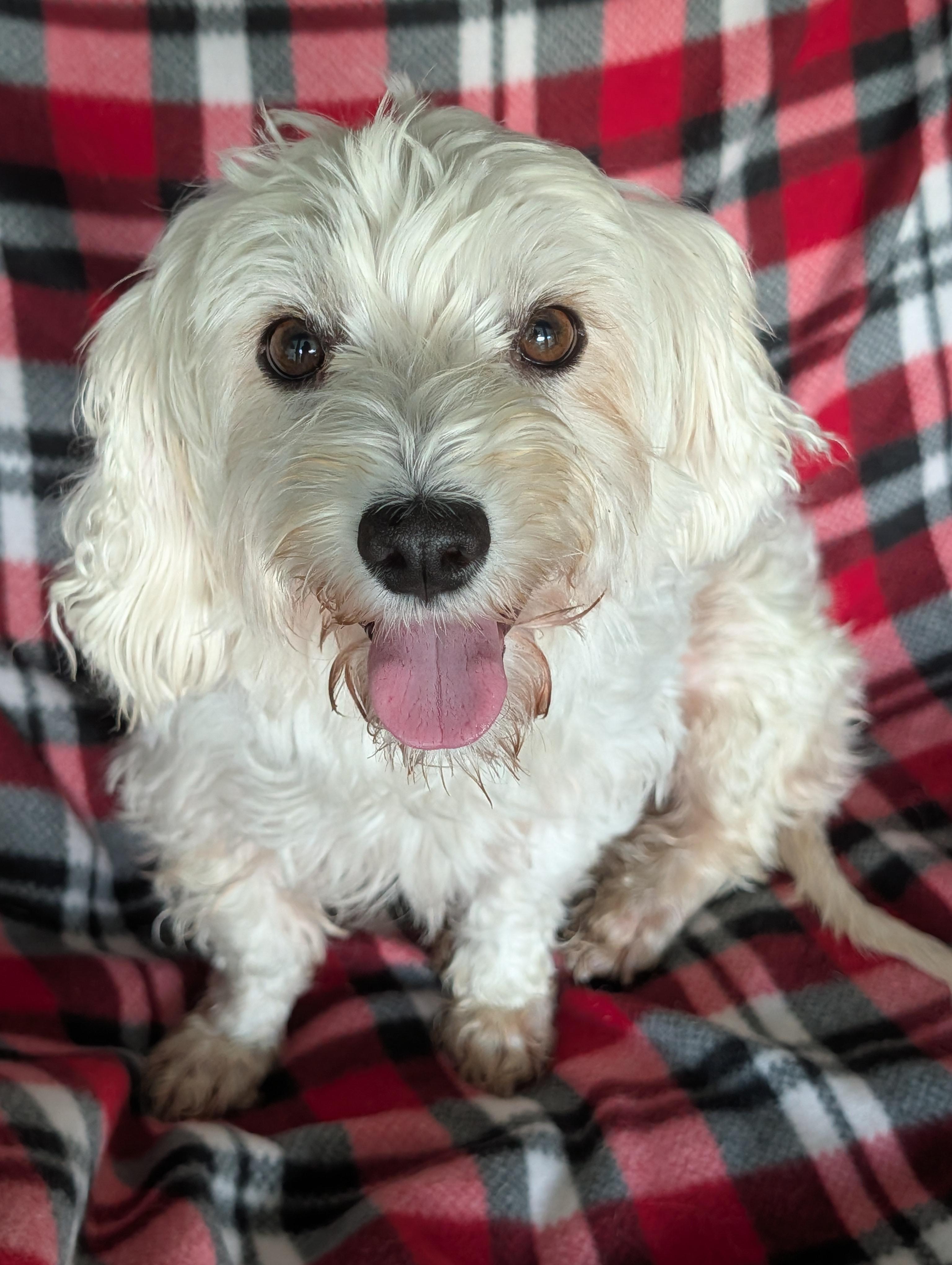 Queenie, adoptable, Adult Female Maltipoo.