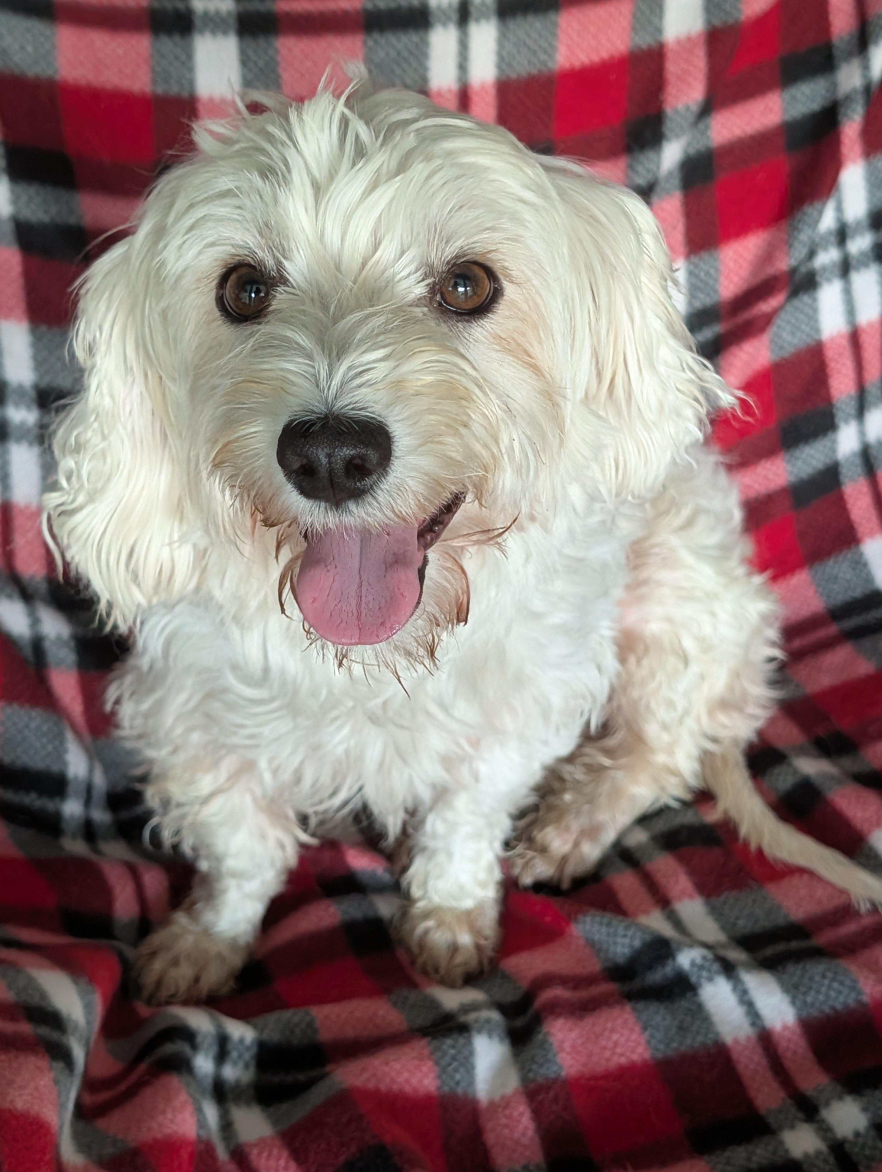 Enlarge Queenie, an adoptable mixed breed in Baton Rouge, LA image 2/4