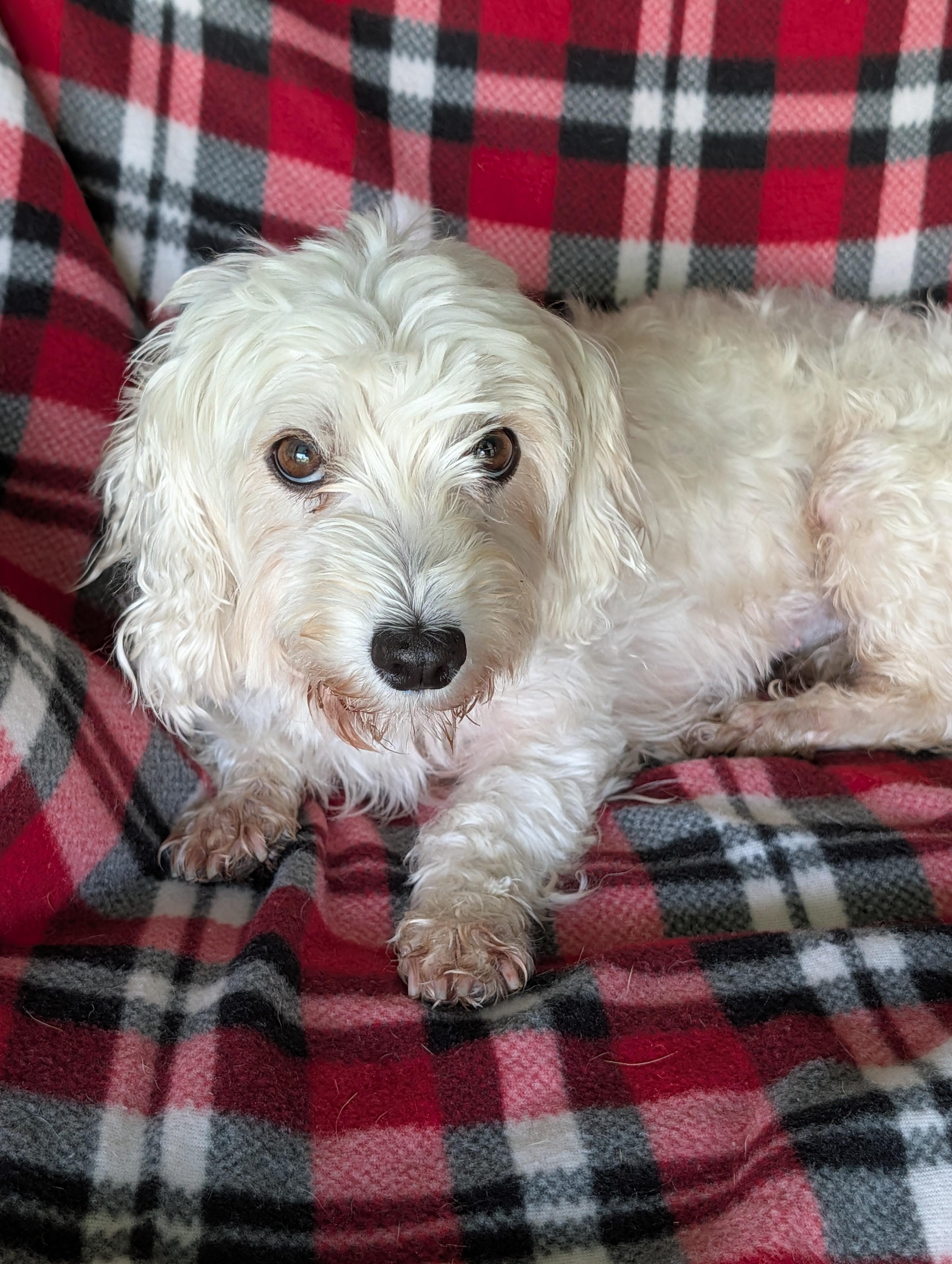 Enlarge Queenie, an adoptable mixed breed in Baton Rouge, LA image 3/4