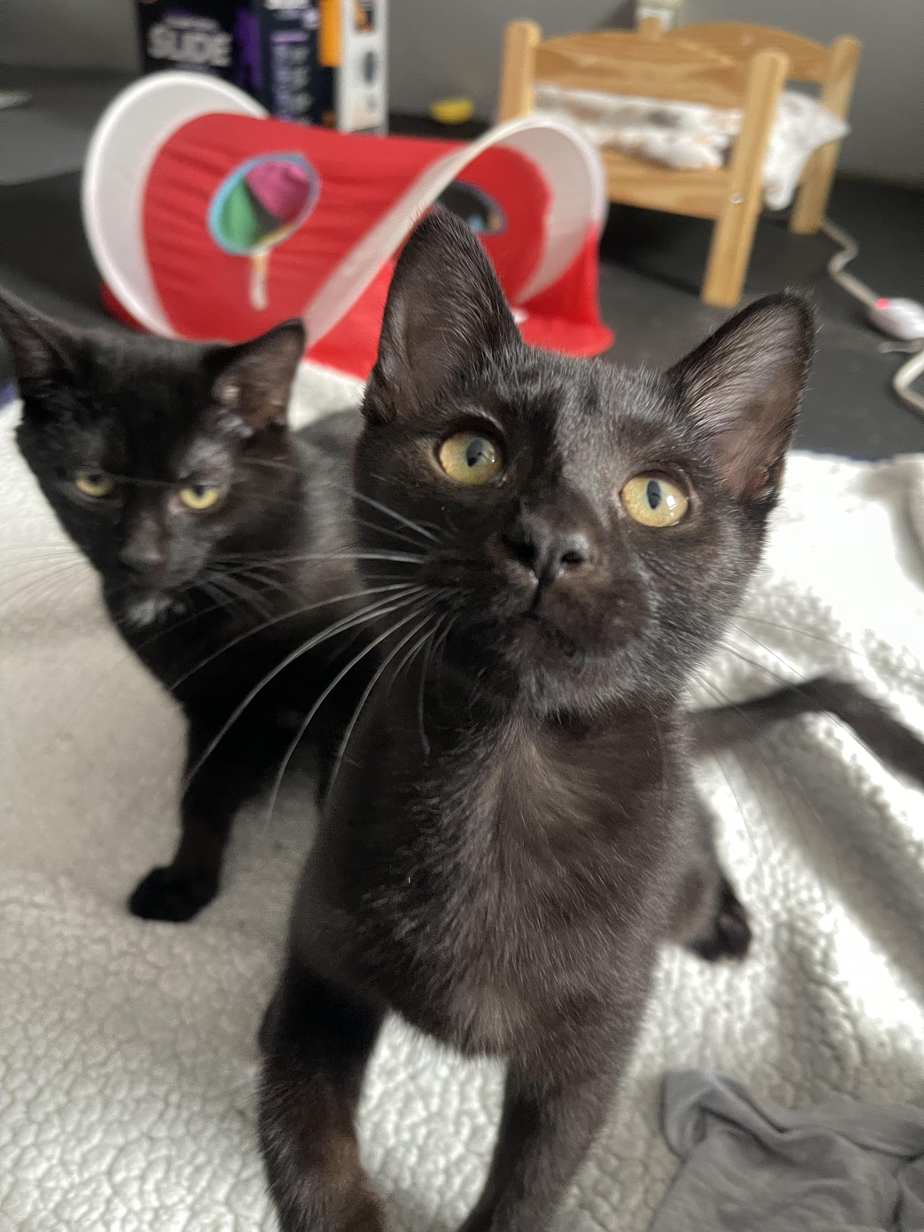 Enlarge Hash Brown, a ADOPTABLE Domestic Short Hair in Columbus, OH image 2/6