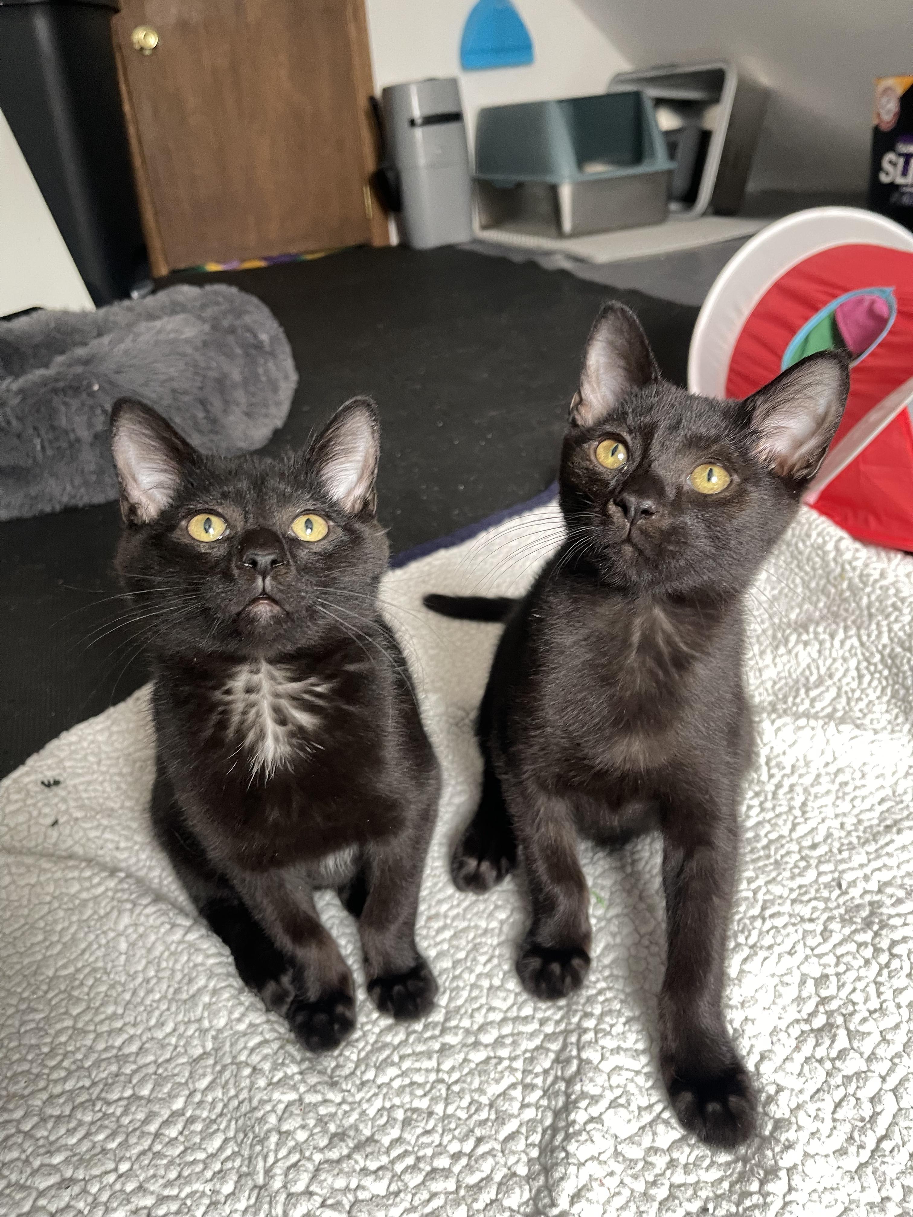 Enlarge Hash Brown, a ADOPTABLE Domestic Short Hair in Columbus, OH image 3/6