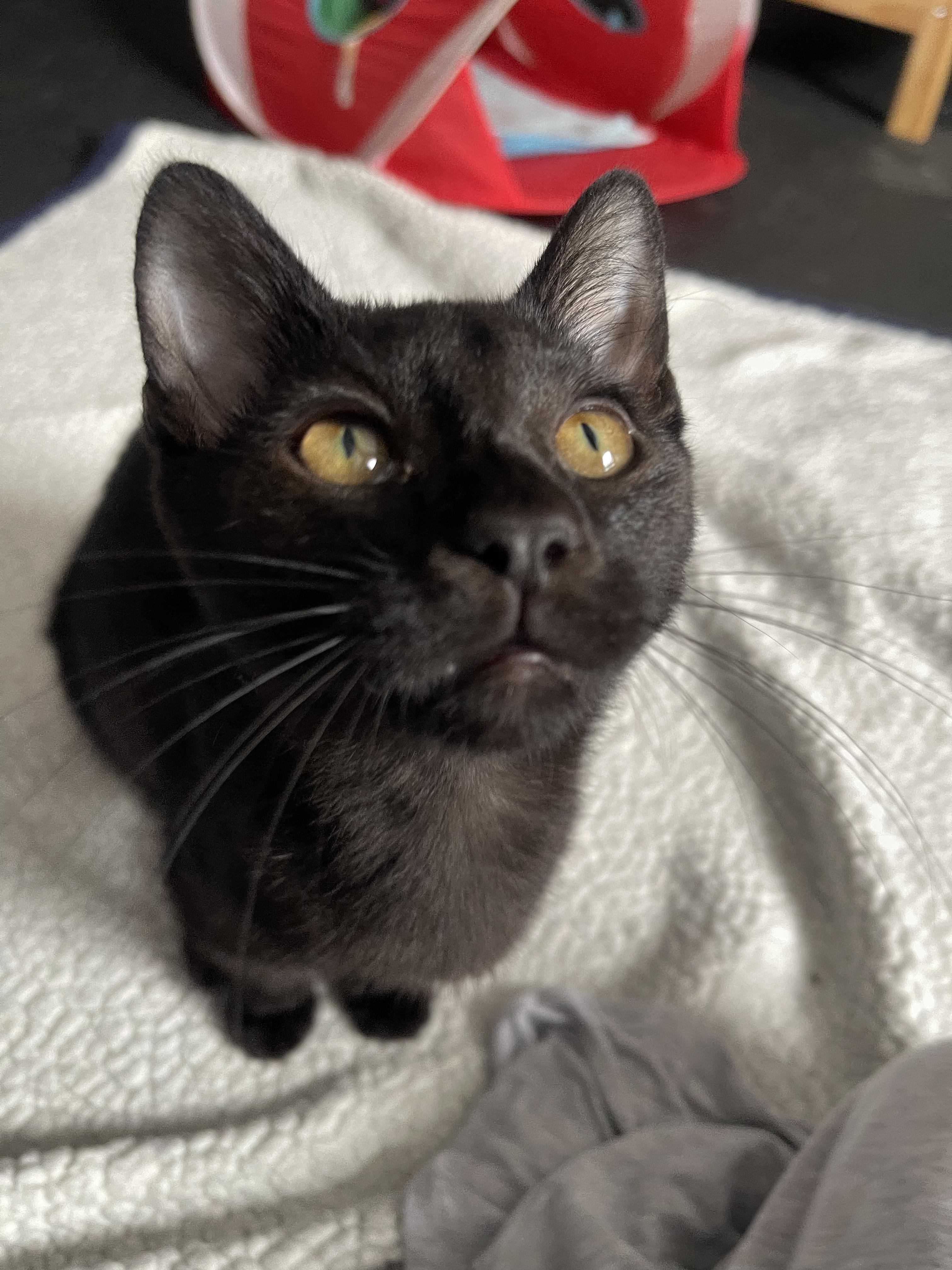 Hash Brown, ADOPTABLE, Kitten Male Domestic Short Hair.