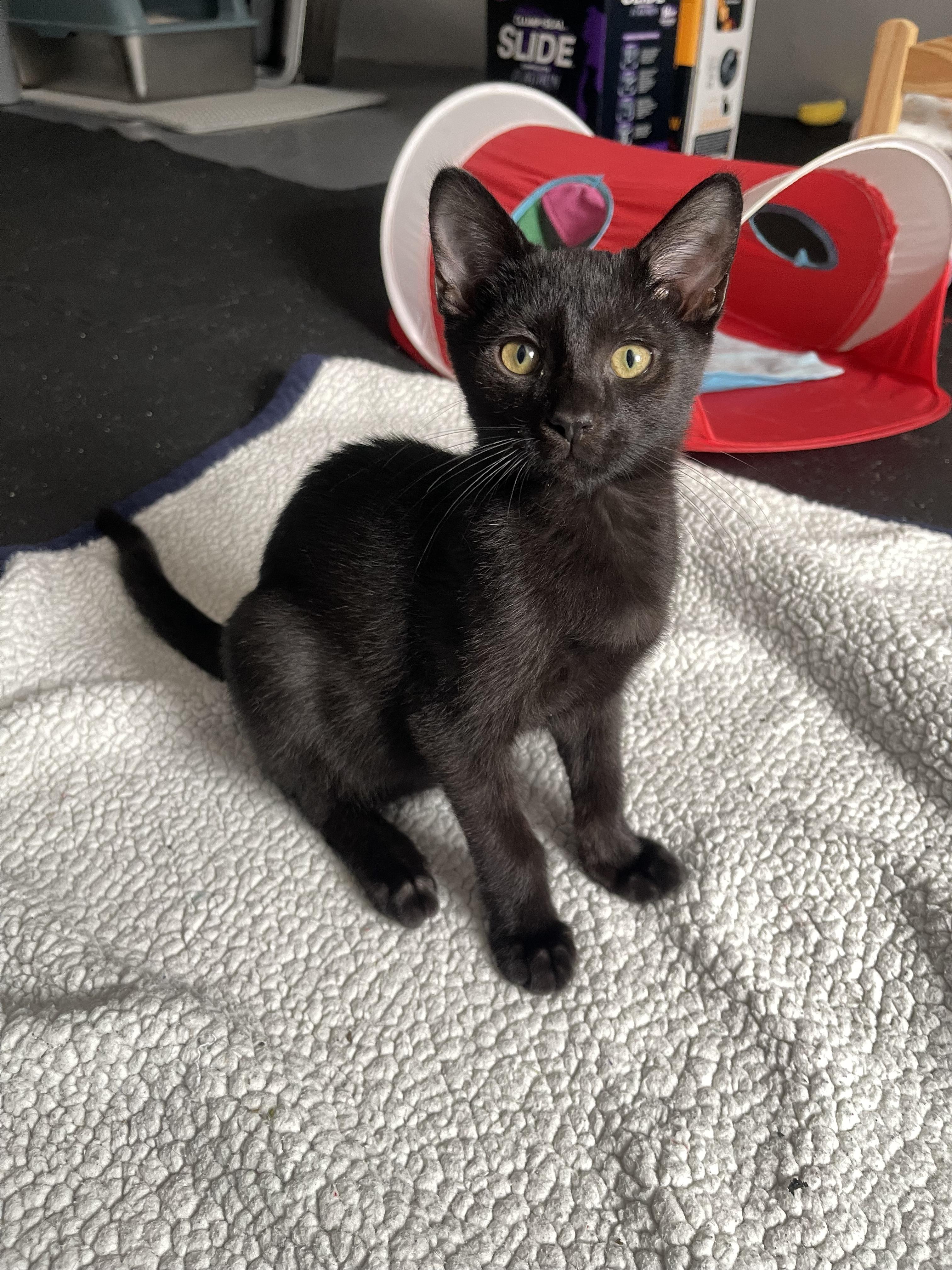 Enlarge Hash Brown, a ADOPTABLE Domestic Short Hair in Columbus, OH image 4/6