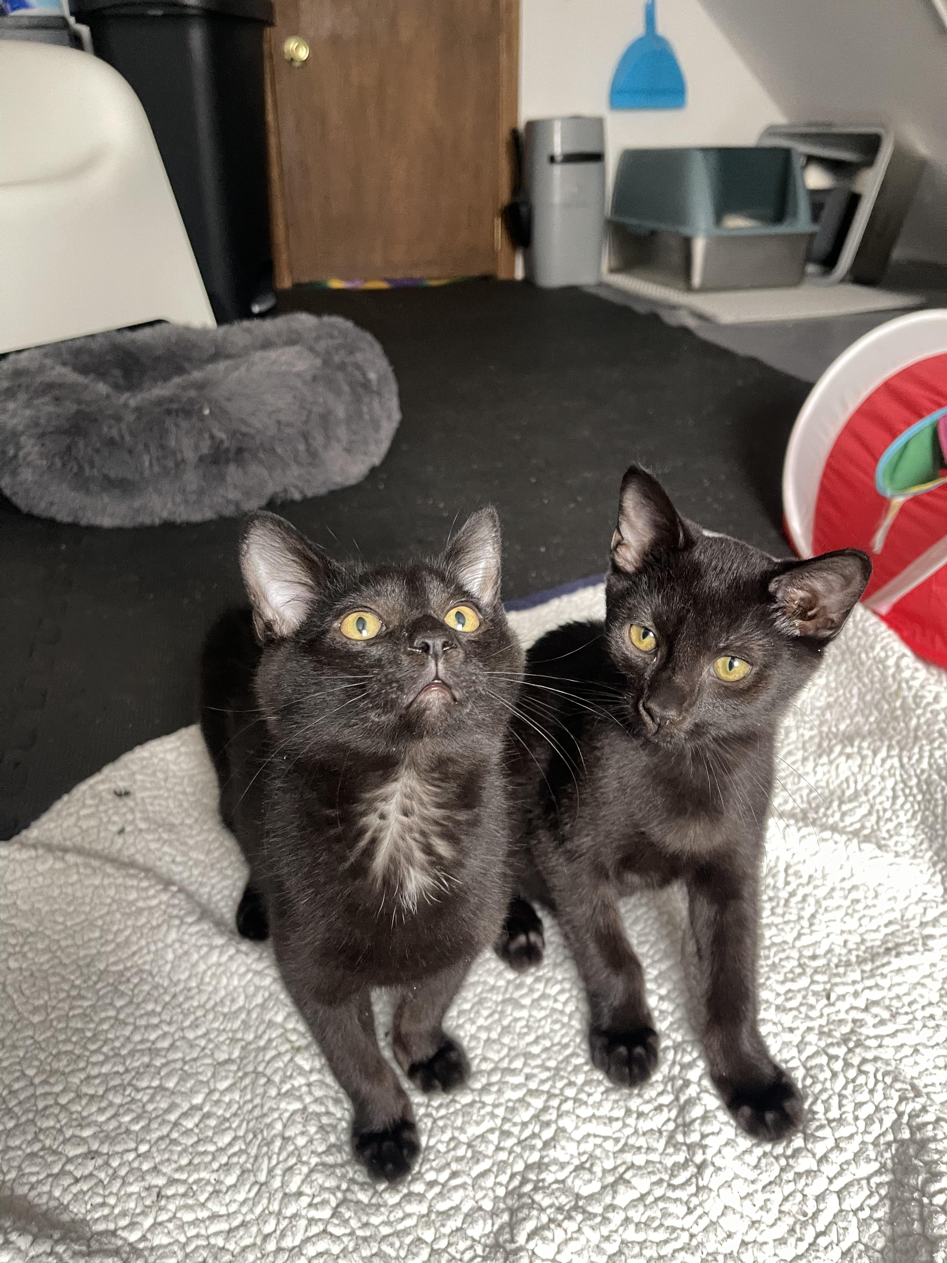 Enlarge Hash Brown, a ADOPTABLE Domestic Short Hair in Columbus, OH image 6/6