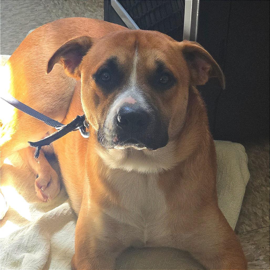 Enlarge Bently, a Adoptable mixed breed in Milan, IL image 1/6