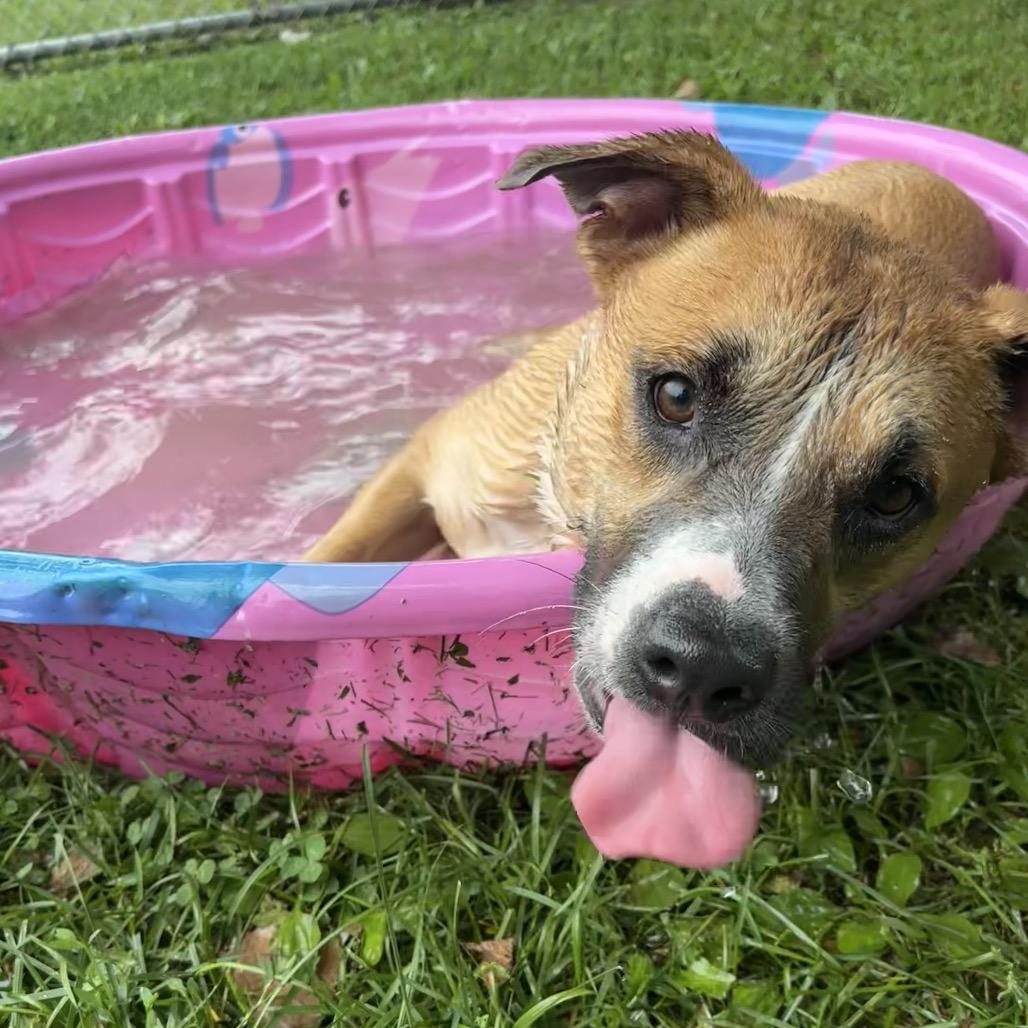Enlarge Bently, a Adoptable mixed breed in Milan, IL image 3/6