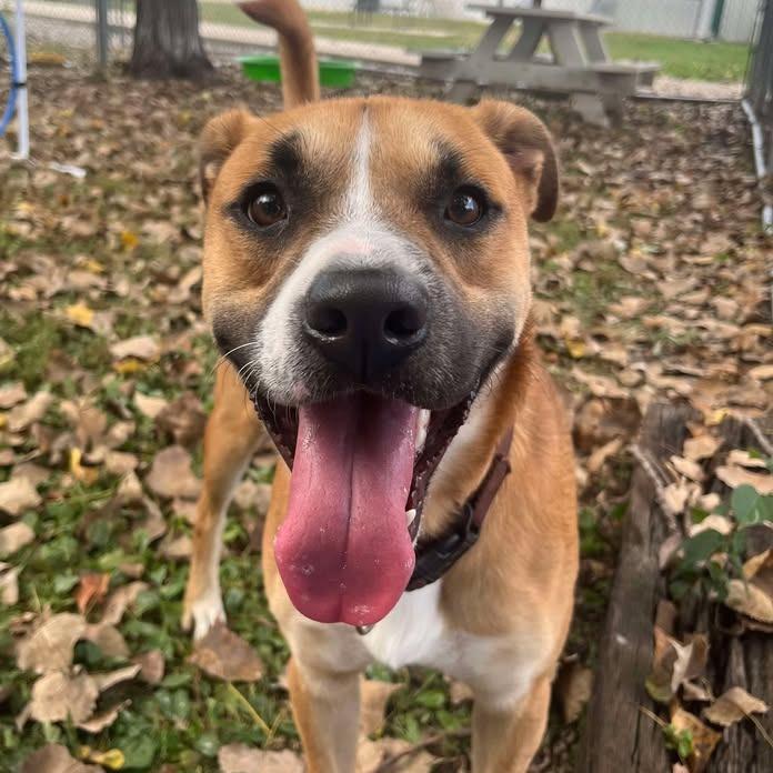 Enlarge Bently, a Adoptable mixed breed in Milan, IL image 5/6