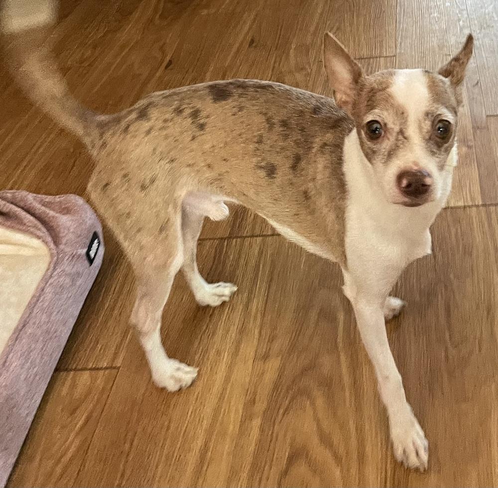 Bean, Adopted, Young Male Italian Greyhound & Chihuahua.