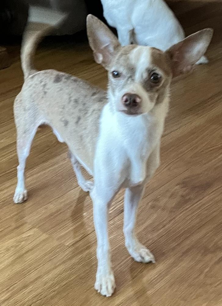 Bean, Adopted, Young Male Italian Greyhound & Chihuahua.