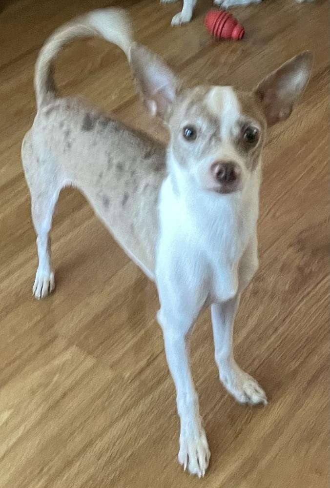 Enlarge Bean, a Adopted mixed breed in Minneapolis, KS image 3/4